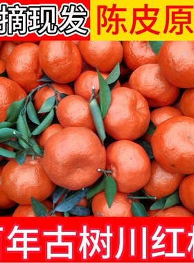 四川红橘大红袍柑橘子新鲜水果古树川红橘陈皮原料正宗老品种桔子