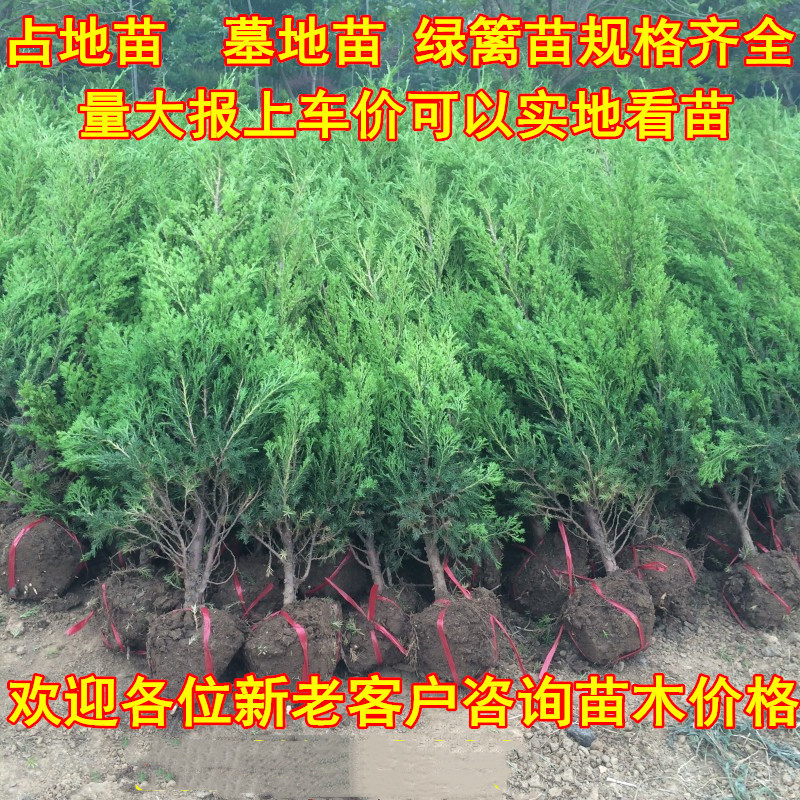 景语轩清明墓地柏树苗
