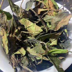 2024政和锦屏古茶园基地茶入口香甜即化茶味足有生津有岩韵好喝