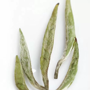 政和白茶政大2023年白毫银针碳焙一毫香四溢口齿留香韵味十足