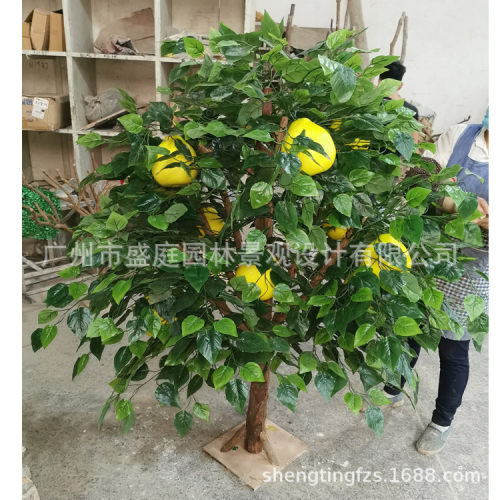 沙田柚树多少钱 沙田柚树价格 小麦优选