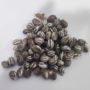 东北杨拉罐子坦克虫宠物增肥雅罗柳根冬钓鱼饵