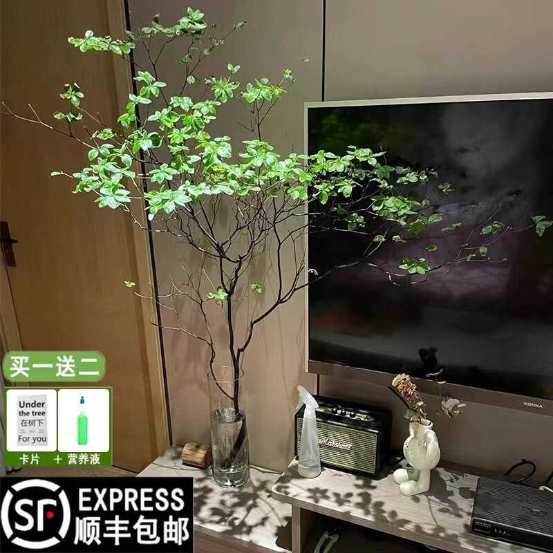 日本进口吊钟鲜切花带叶水培植物马醉木室内客厅办公造型装饰绿植