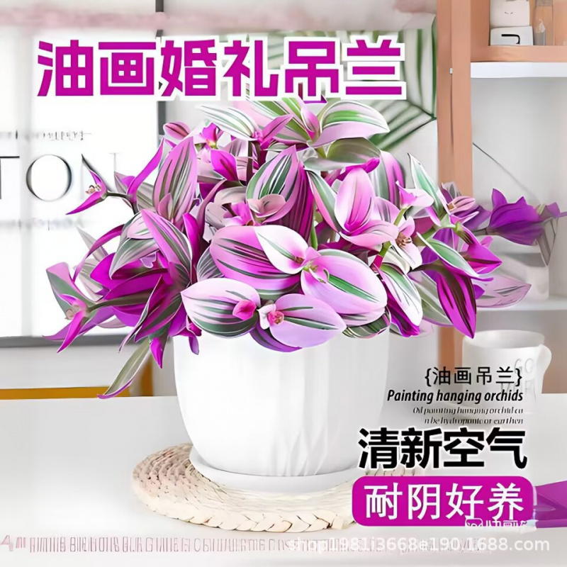 油画婚礼吊兰大颗多肉四季好养活