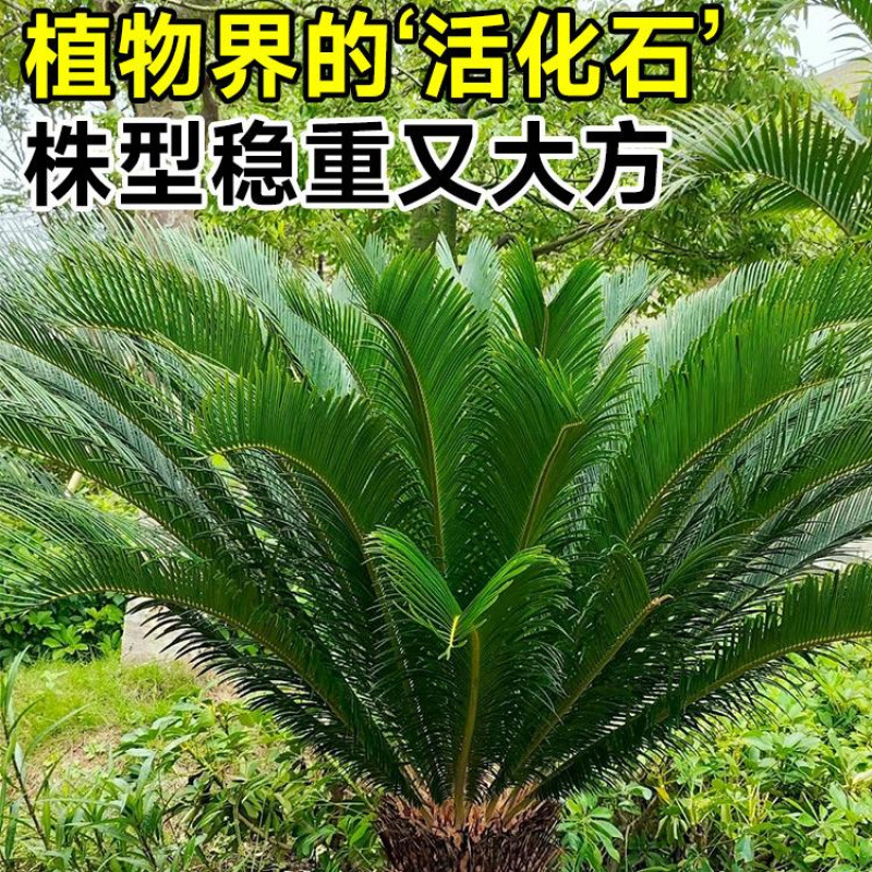 铁树盆栽大型绿植盆景老桩植物龙