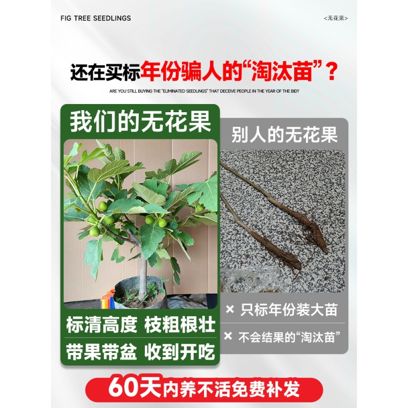 无花果树果苗带果矮化盆栽南北方