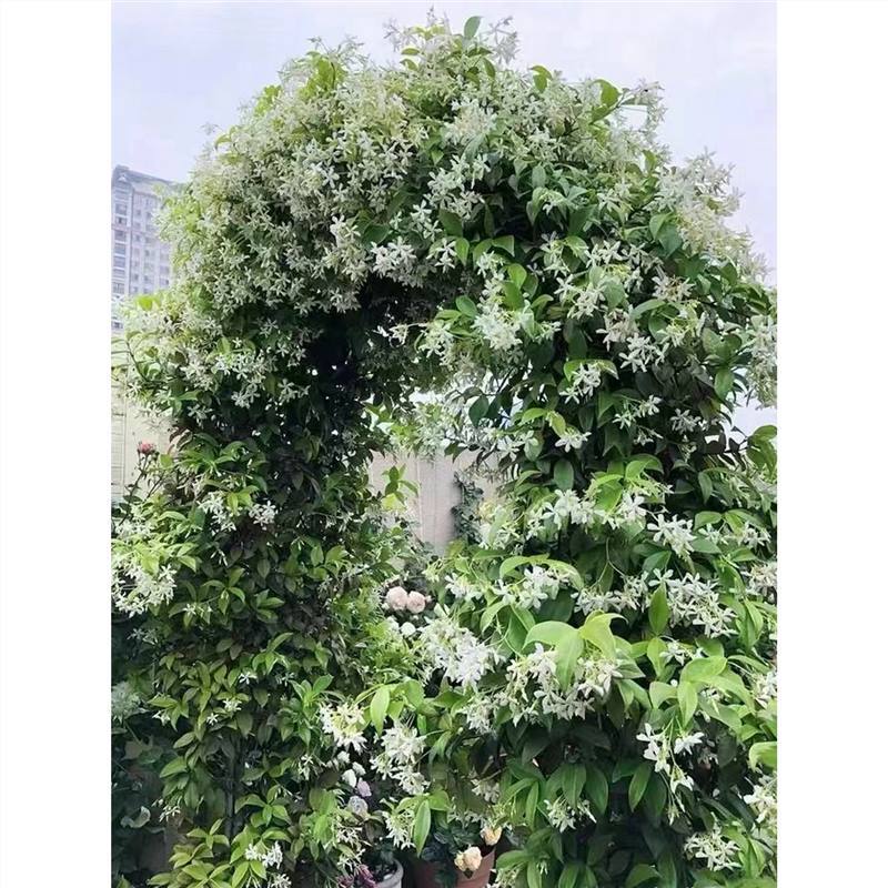 风车茉莉盆栽络石藤垂丝浓香爬藤