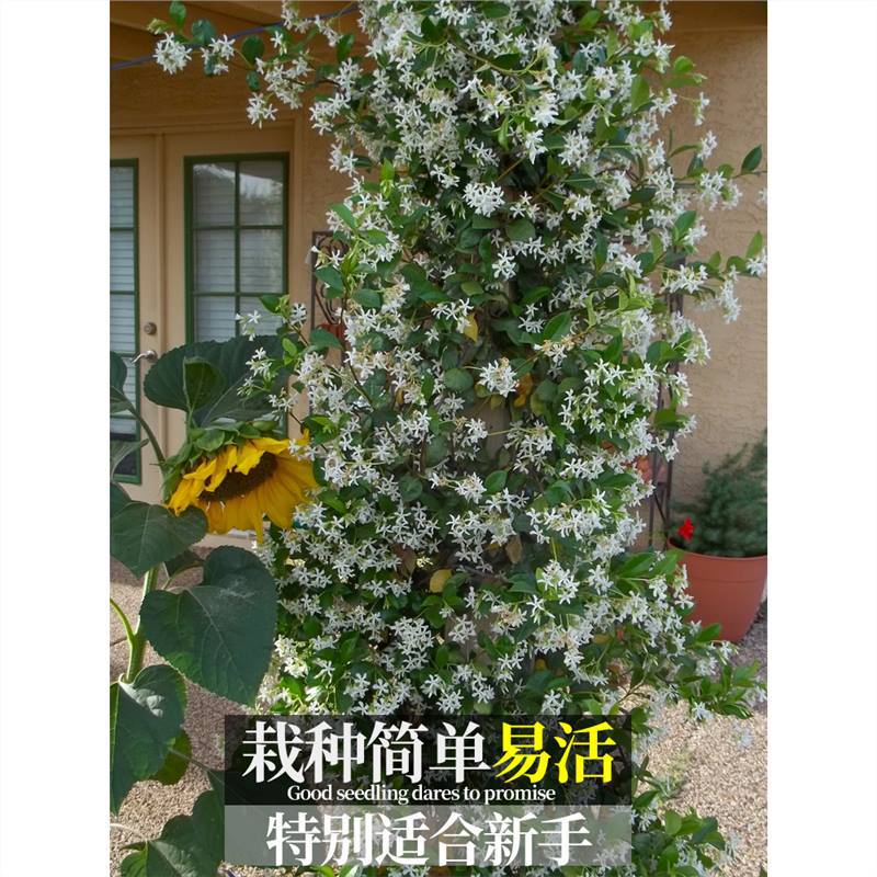 风车茉莉爬藤植物盆栽爬墙大苗四