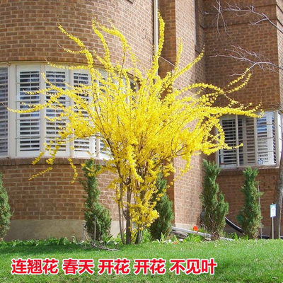 连翘耐寒连翘苗室内花卉植物黄老