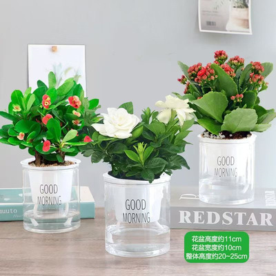 栀子花早安懒人盆栽绿植花卉茉莉