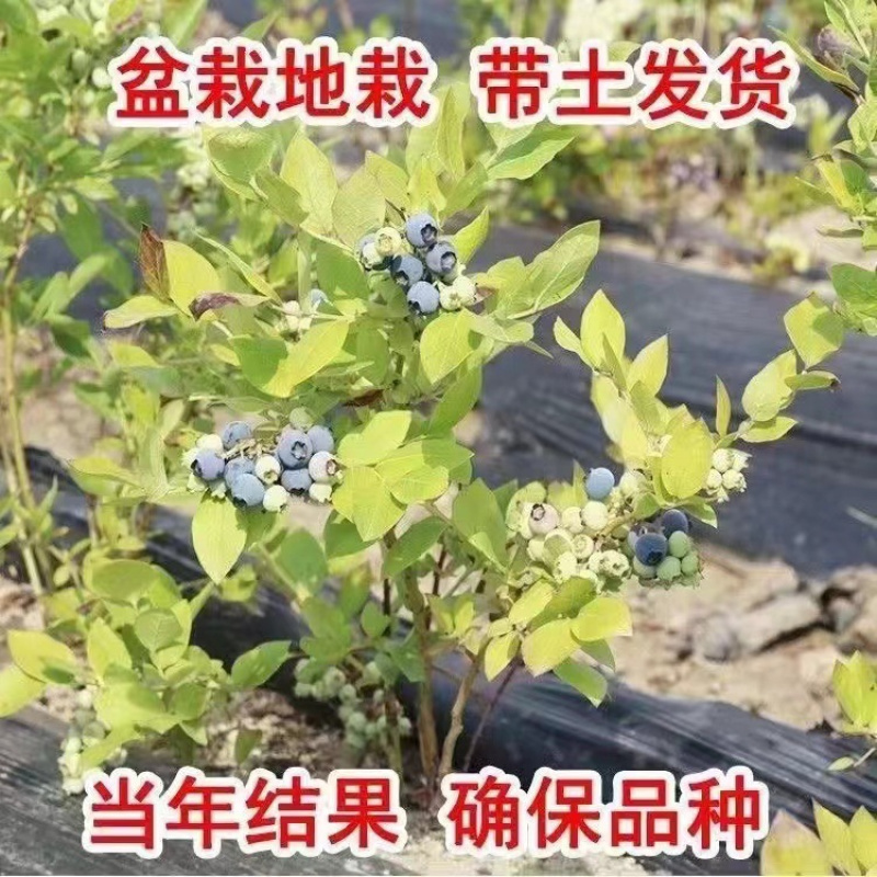 大果蓝莓树苗盆栽地栽果树苗蓝莓