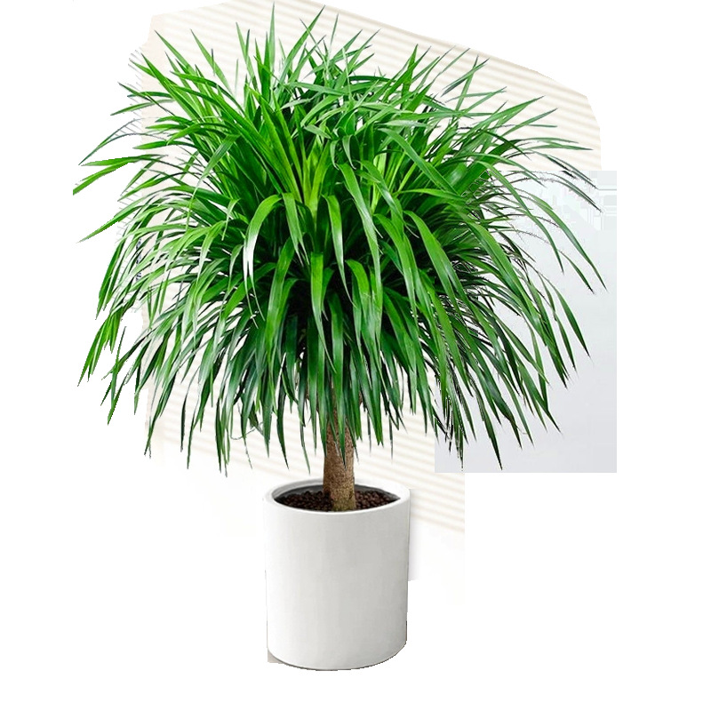 盆栽办公室内大型客厅龙铁树旺宅