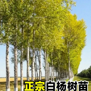 速生白杨树苗白杨小苗无絮杨扦插苗杨树条3804杨树苗绿化植物造林