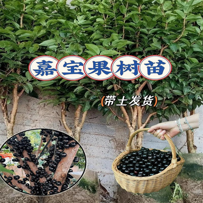 树葡萄苗果树苗正宗沙巴加宝果南北方四季庭院名贵种植盆栽