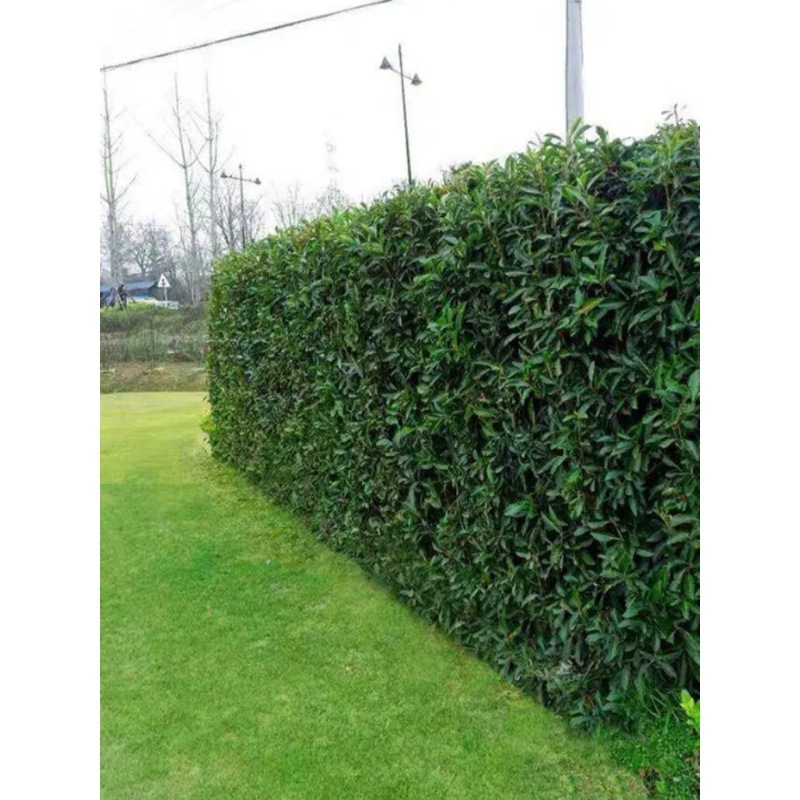 四季常青冬青树苗篱笆墙苗大叶黄