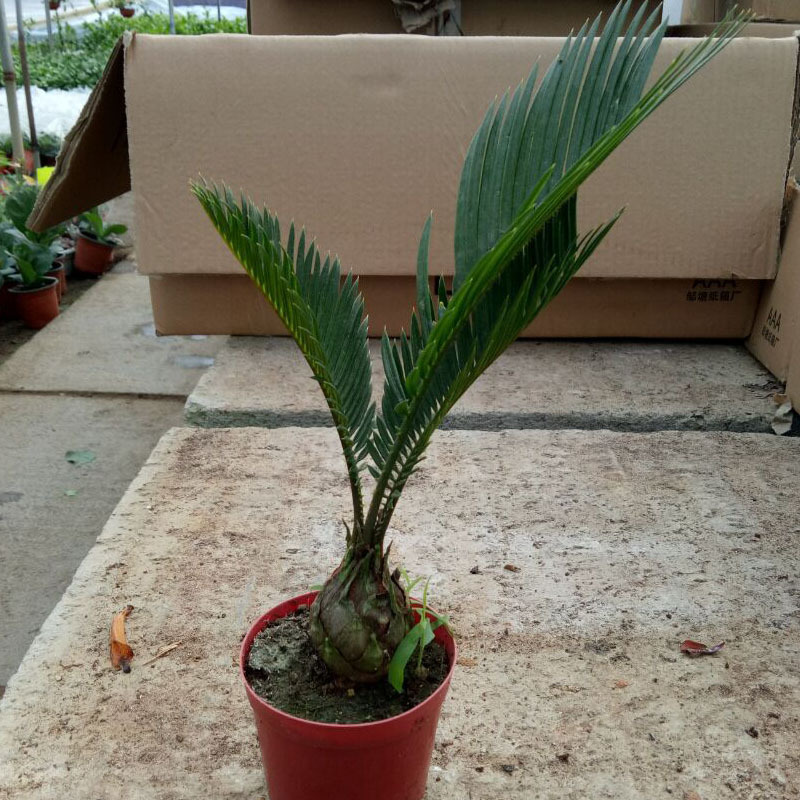 铁树盆栽室内外客厅四季常青耐寒