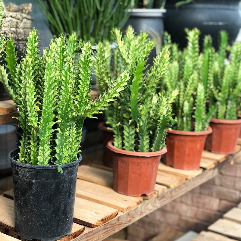 巴西龙骨盆栽室内植物办公桌客厅