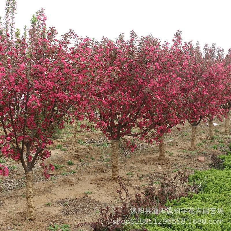 海棠树苗高杆西府海棠大苗垂丝绿