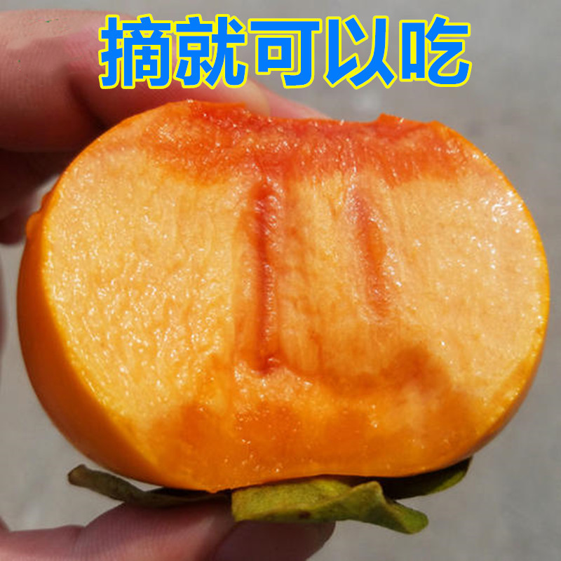 柿子苗树无核甜脆南北方种植地栽