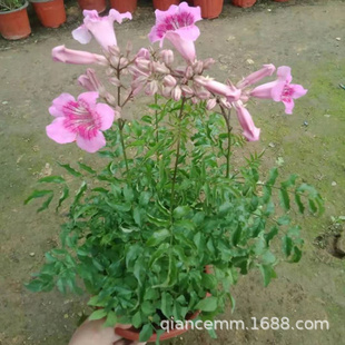 攀爬植物鞭炮花苗盆栽爬藤炮仗花树苗攀援花卉凌霄苗庭院别墅阳台