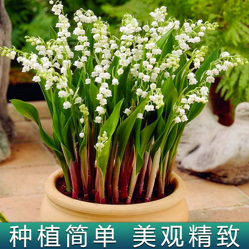 【四季铃兰种球养成】新手养花根