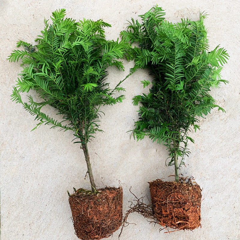 红豆杉盆景盆栽植物室内外客厅好