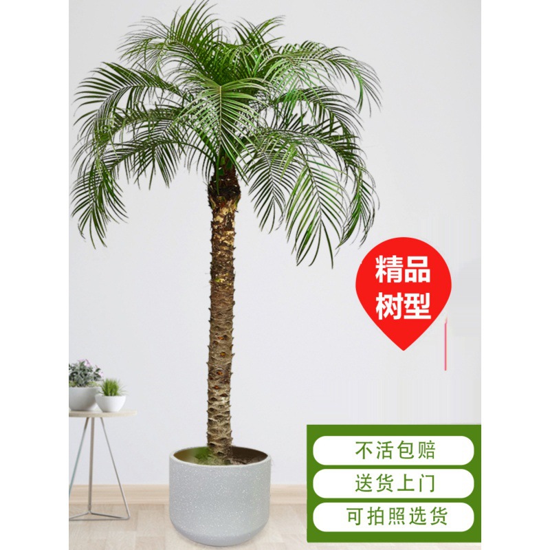 美丽针葵泰国椰子树盆栽刺葵棕榈