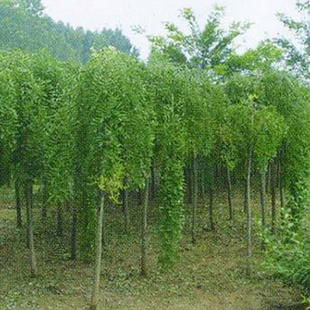 龙爪槐树国槐树苗槐实地看苗行道槐树绿化造型树庭荫树垂槐苗