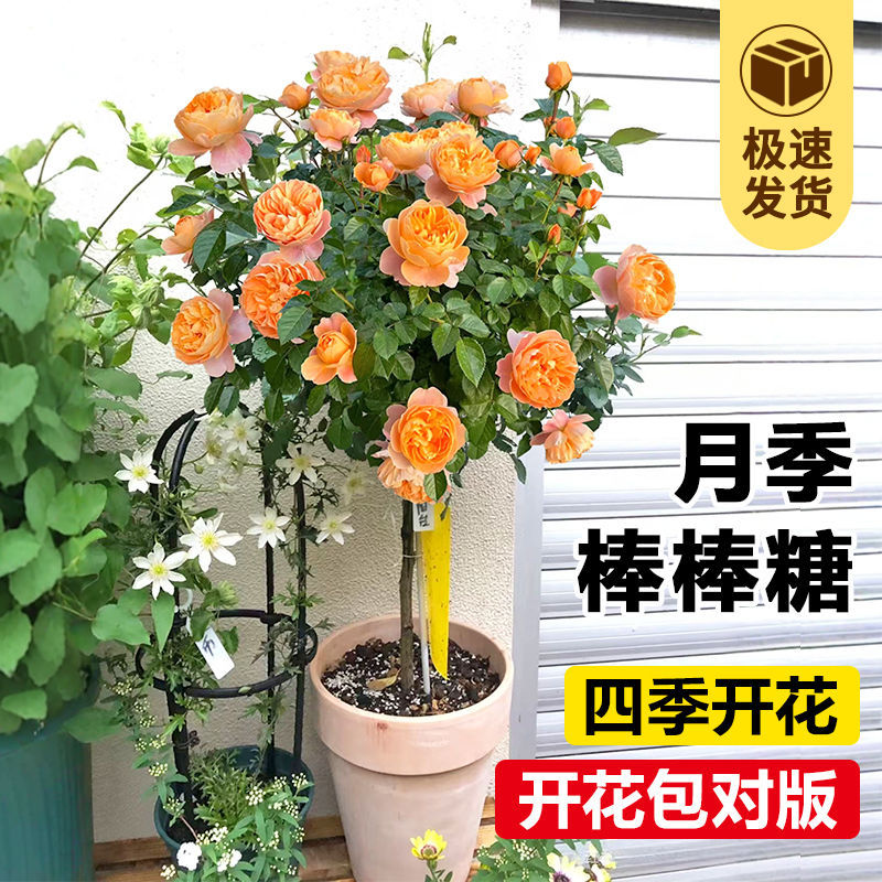 开苗浓香果汁树桩棒棒糖四季多头室内盆栽花卉玫瑰红果汁阳台月季