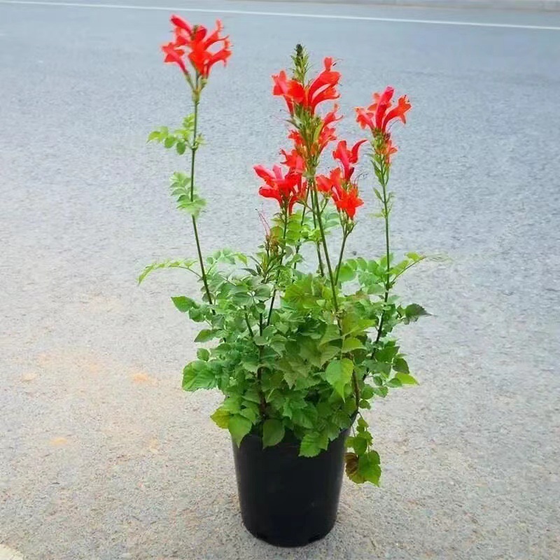 凌霄花苗大花盆栽爬藤植物庭院好