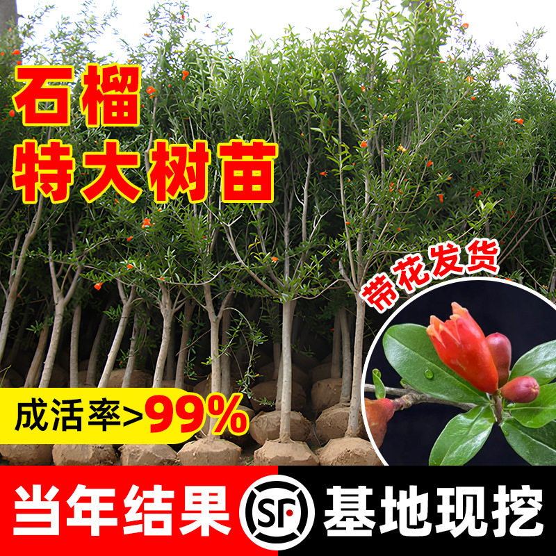 石榴树树苗突尼斯软籽无籽各种水