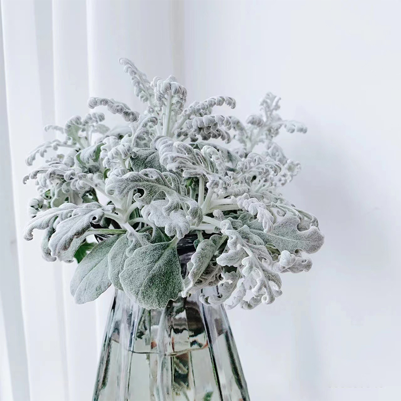 银叶菊云南基地直发水养新鲜插花