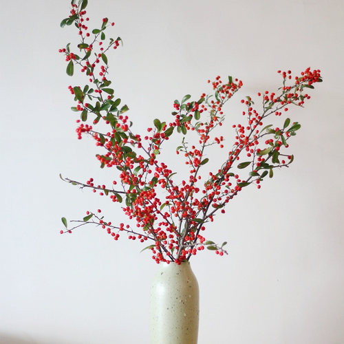 火棘果鲜切枝鲜花火把果水培绿植