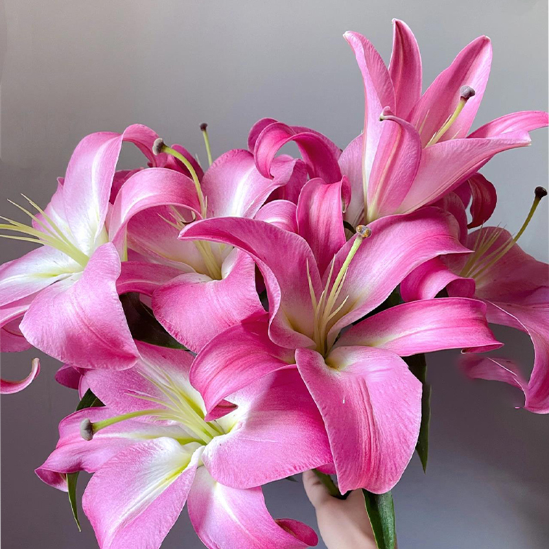 帕拉佐香水百合鲜花花头大香味浓