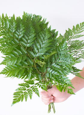 羊齿叶鲜花云南直发家用室内水培绿色插花配花配草鲜切花花束草花
