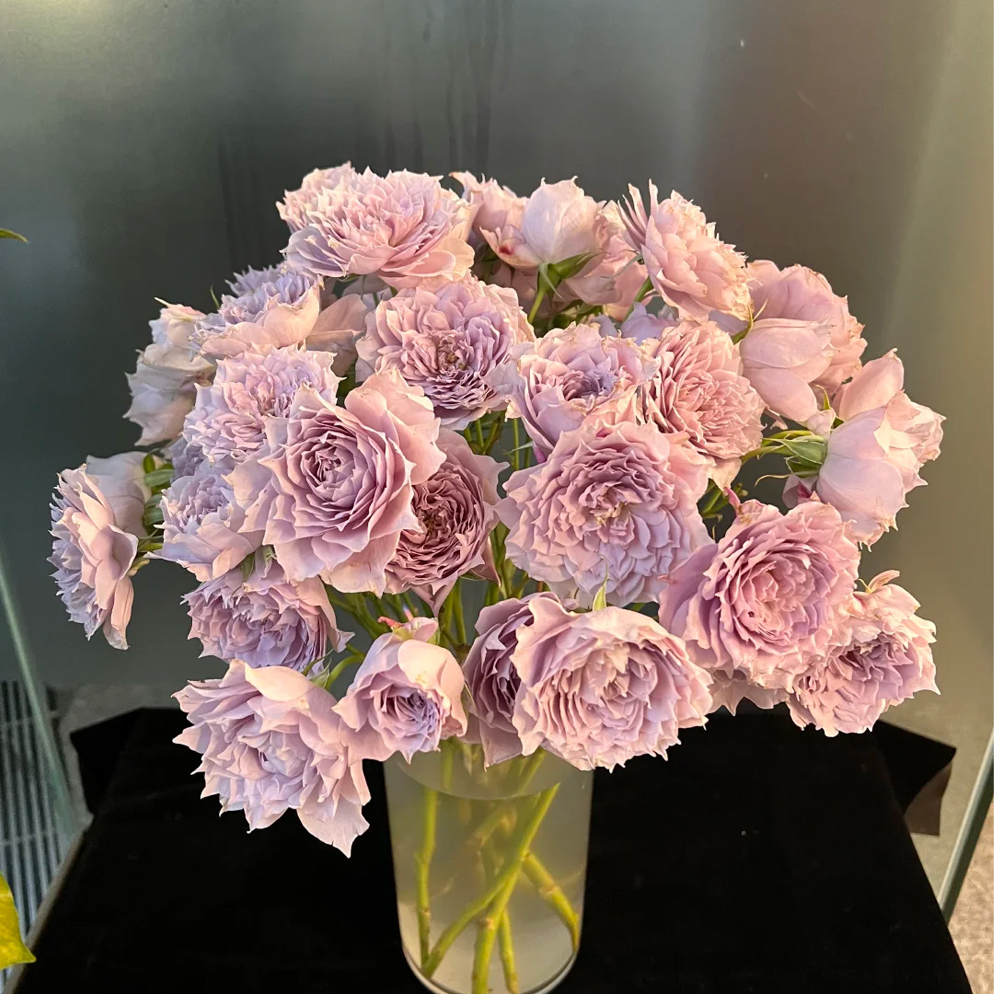 梦金鹏幻紫玫瑰鲜花云南基地直发小粉兔单头鲜切花紫色玫瑰花插花