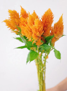 橙色凤尾云南基地直发鲜切花办公室室内水养新鲜插花节日礼物顺丰