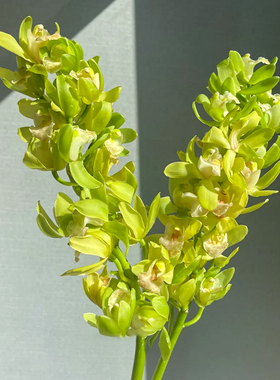 大花蕙兰鲜花云南直发家用水培兰花大花惠兰鲜切花绿色插花虎头兰