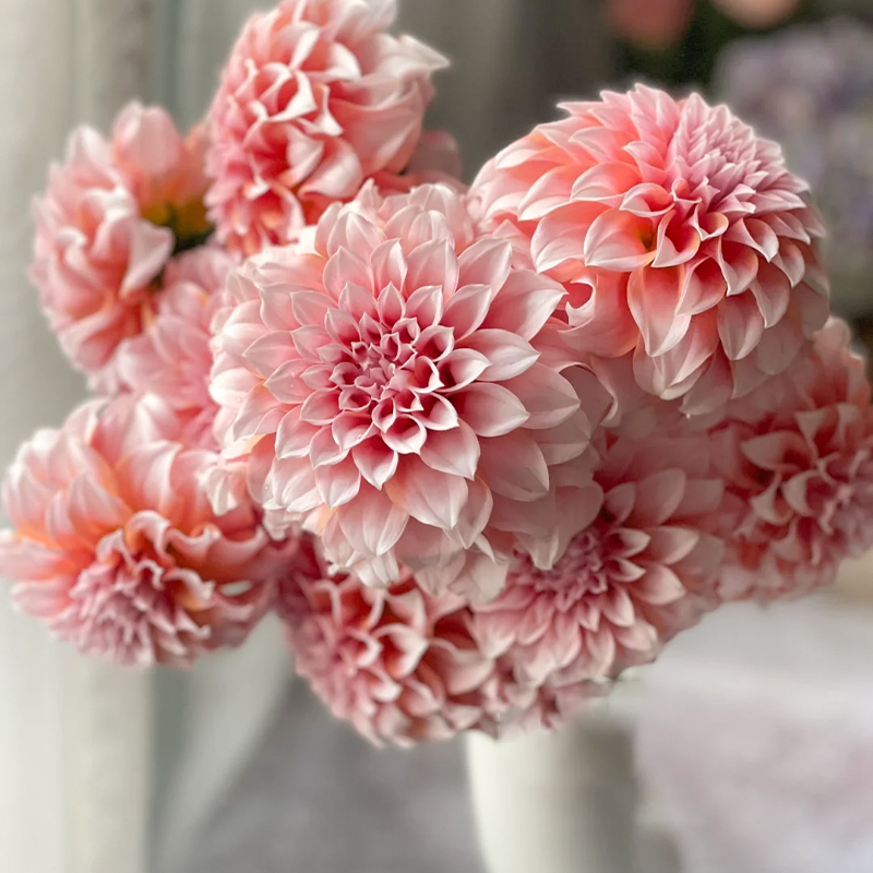 奶油桃子大丽花鲜花网红款花束