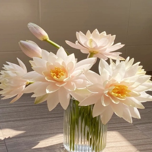 香槟色睡莲鲜花云南基地直发鲜切花莲花家用水培插花新鲜荷花花束