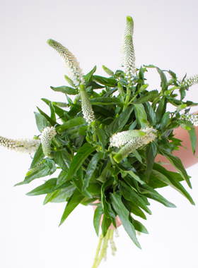 白色鼠尾草鲜花家用插花洋苏草紫色鲜切花鼠尾花云南直发水培花束