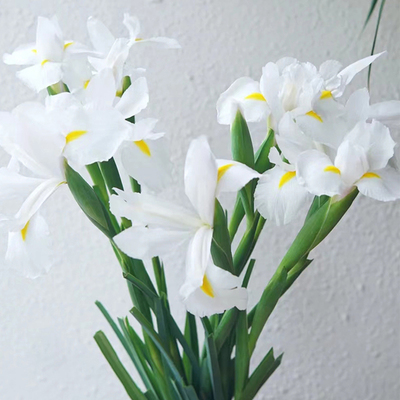 鲜切鸢尾花鲜花插花进口花材