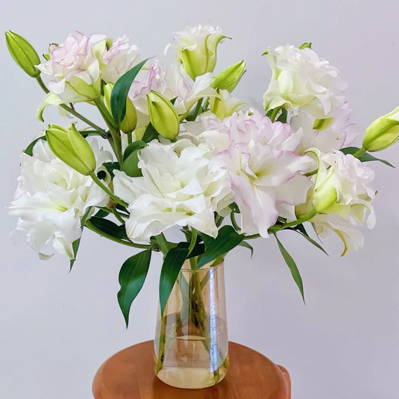 冰美人重瓣百合鲜花多头鲜切花