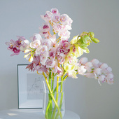 大花惠兰鲜切花云南基地直发室内花卉兰花大花蕙兰鲜花水培手捧花