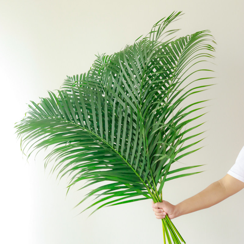 新鲜散尾葵鲜切叶子绿植鲜花云南直发水培植物插花鲜切花散尾叶