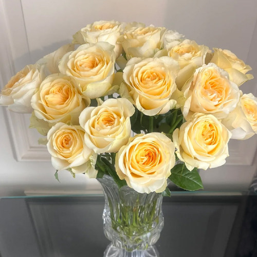 奶油杯玫瑰花鲜花基地鲜切直发