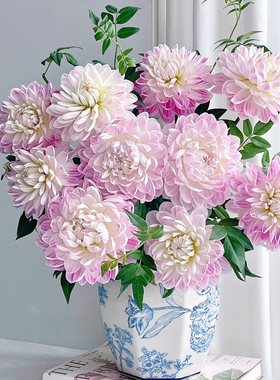 牛奶咖啡大丽花鲜切花鲜花云南宝熠基地直发家用石英水培插花花束