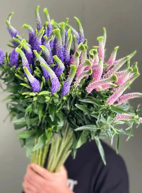 紫色鼠尾草鲜花云南基地直发家用插花装饰白色鼠尾花粉色鲜切花