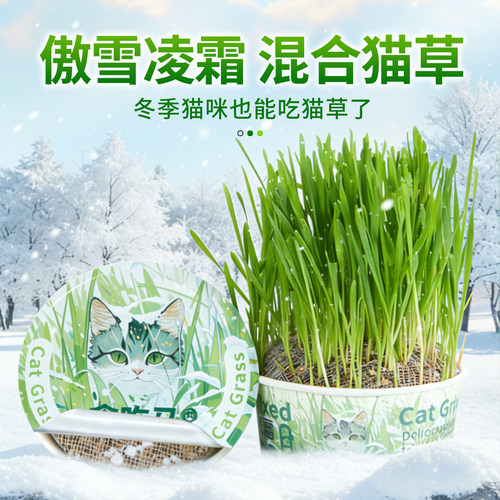 懒人泡面猫草水培杯盆栽猫咪天然化毛草冬季自种猫草助排毛猫零食