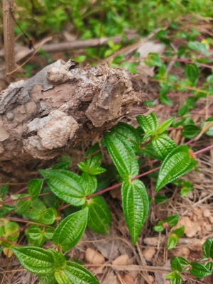 糯米团新鲜糯米草糯米藤红石藤生扯拢小粘药蔓苎麻5整株夏秋新品